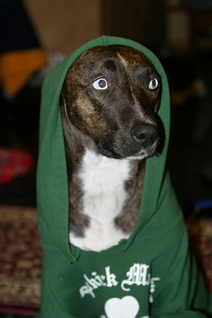 Large_dog_in_hoodie