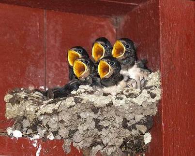 Medium_baby_birds