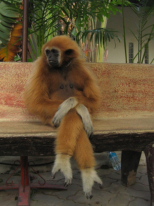 Medium_monkey_on_bench