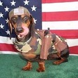 Small_american_dog