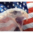Small_angry_eagle