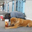 Small_dog_and_bum