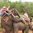 Small_elephant_tour