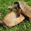 Small_turtle_business