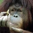 Small_ape_with_seed