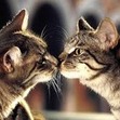 Small_cat_face_off