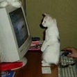 Small_cat_in_front_of_computer