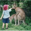 Small_kangaroos