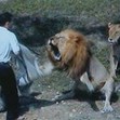 Small_lions