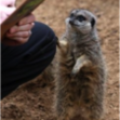 Small_meerkat
